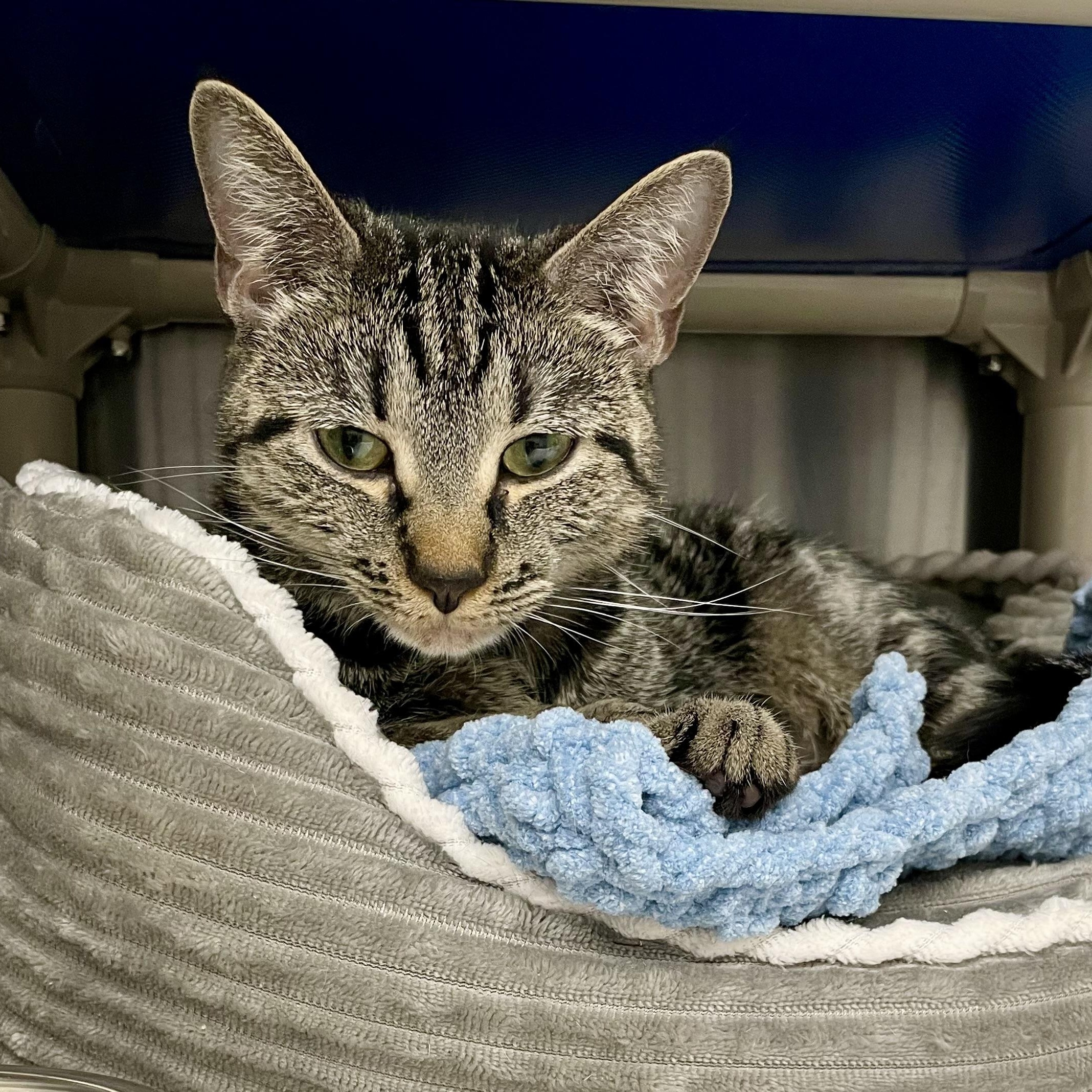 Rosie, a Adoptable American Shorthair in North Kingstown, RI image 1/4