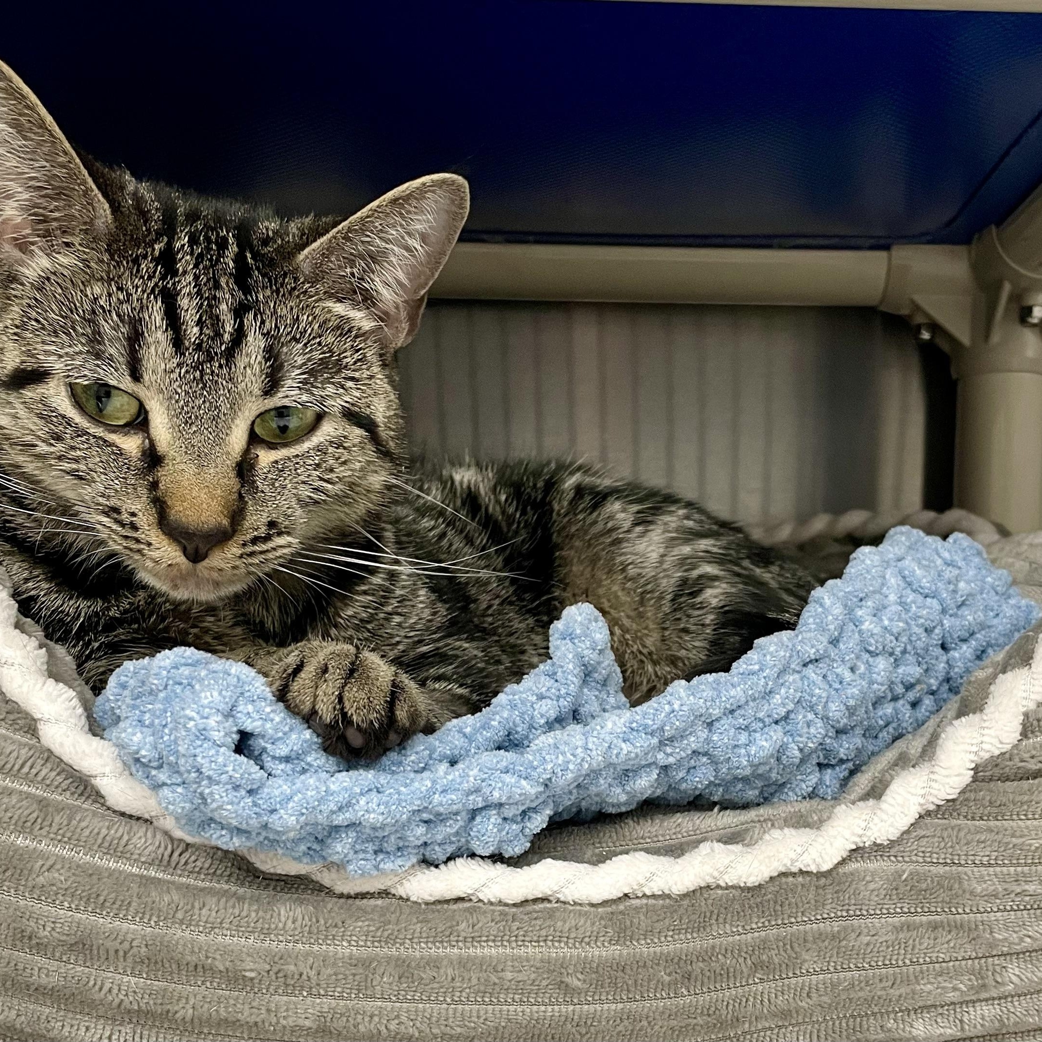 Rosie, a Adoptable American Shorthair in North Kingstown, RI image 2/4