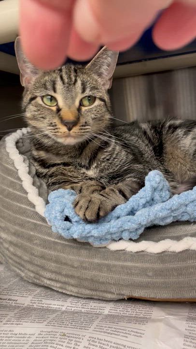 Enlarge Rosie, a Adoptable American Shorthair in North Kingstown, RI video 3/4