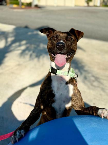 Manna - 3, Adoptable, Adult Female Mixed Breed & Mixed Breed.