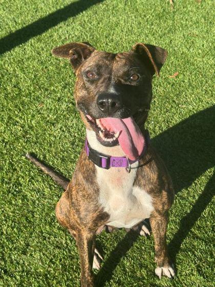 Manna - 2, Adoptable, Adult Female Mixed Breed & Mixed Breed.