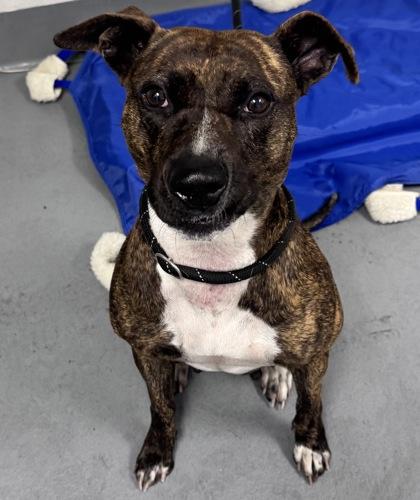 Enlarge Manna - 2, a Adoptable mixed breed in Daytona Beach, FL image 2/2