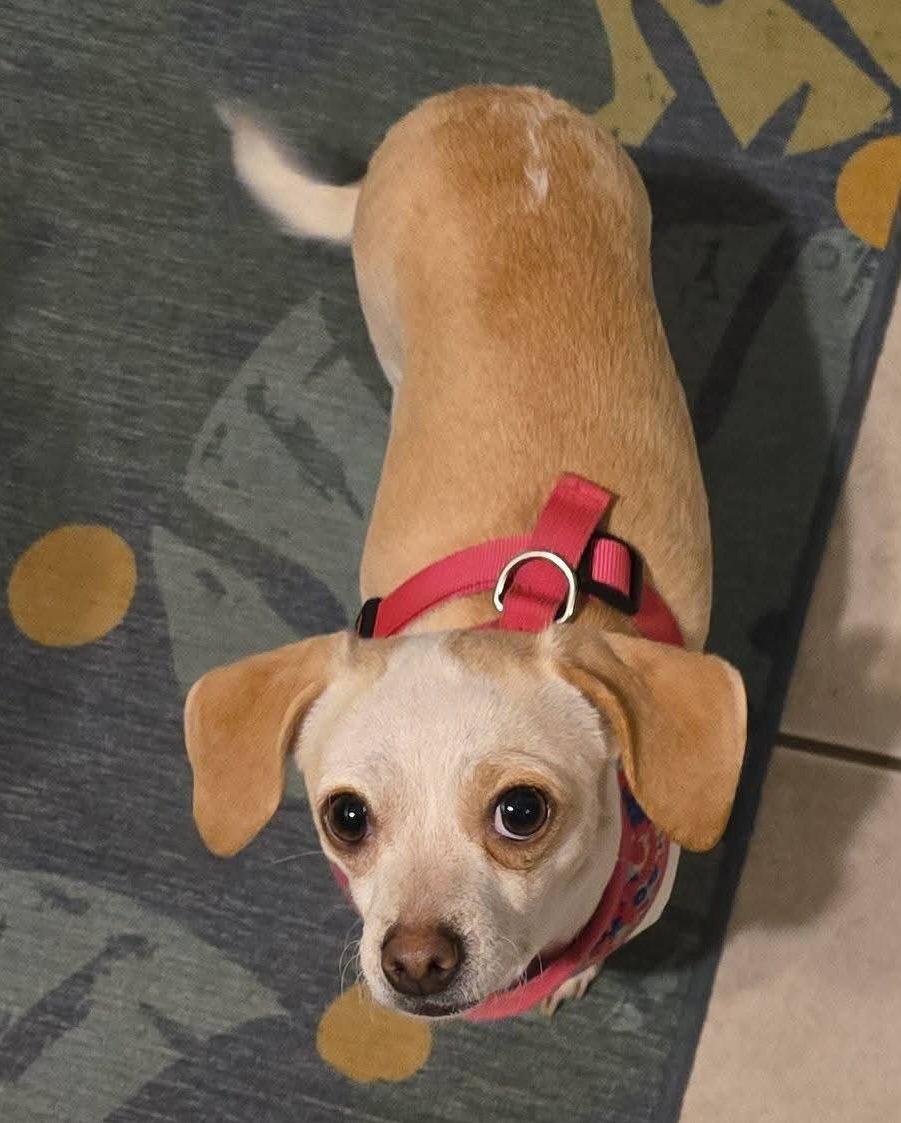 Raymona, Adopted, Adult Female Chihuahua & Dachshund.