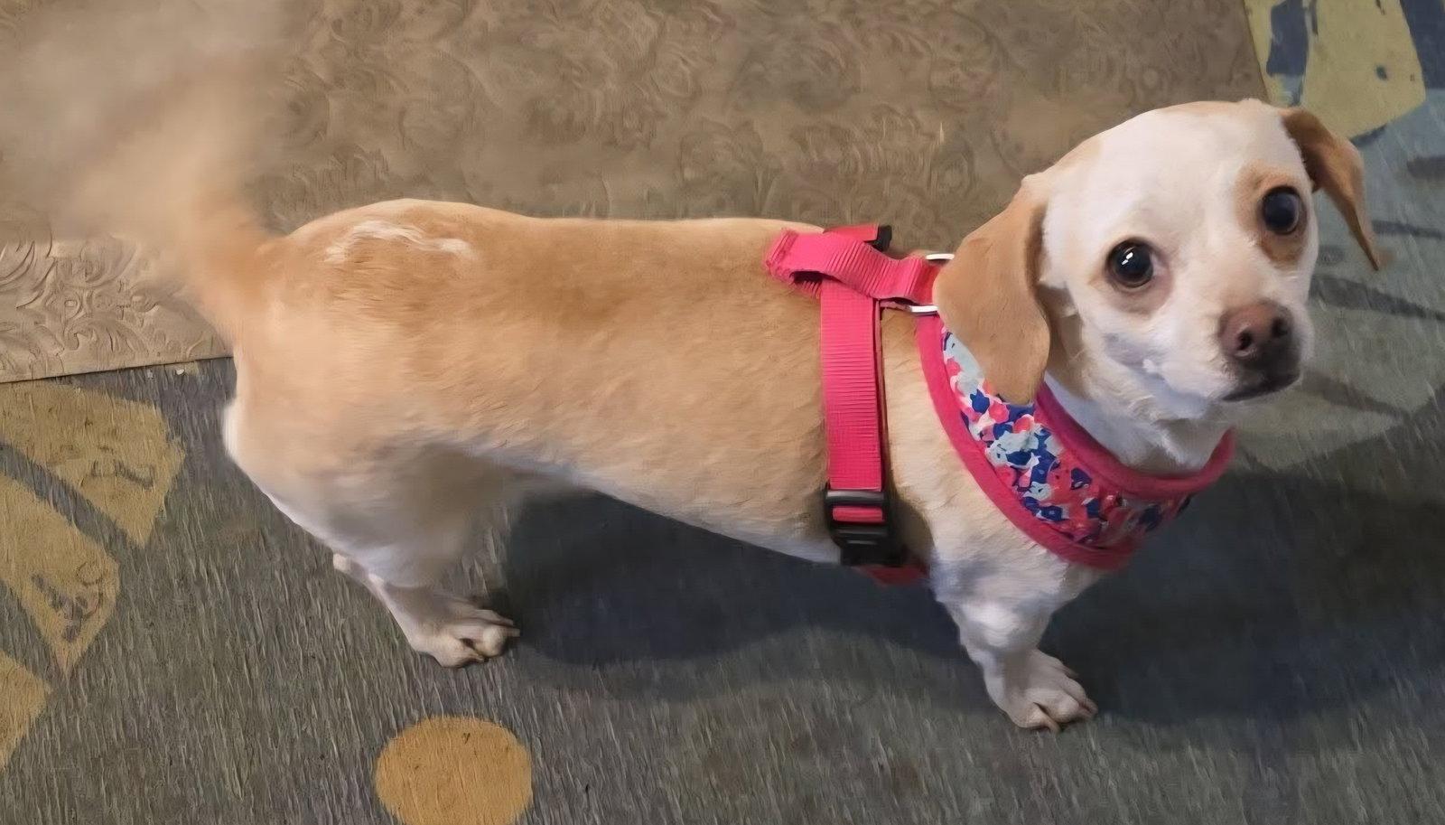 Raymona, a Adopted mixed breed in St. Louis, MO image 2/3