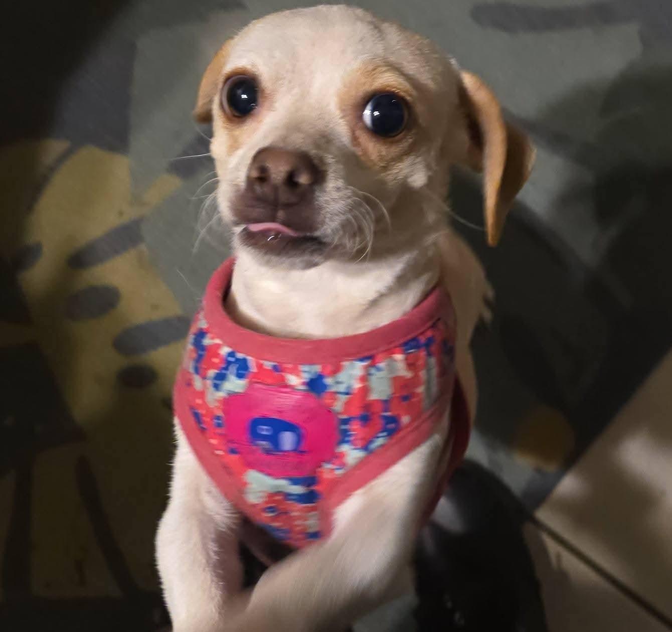 Raymona, a Adopted mixed breed in St. Louis, MO image 3/3