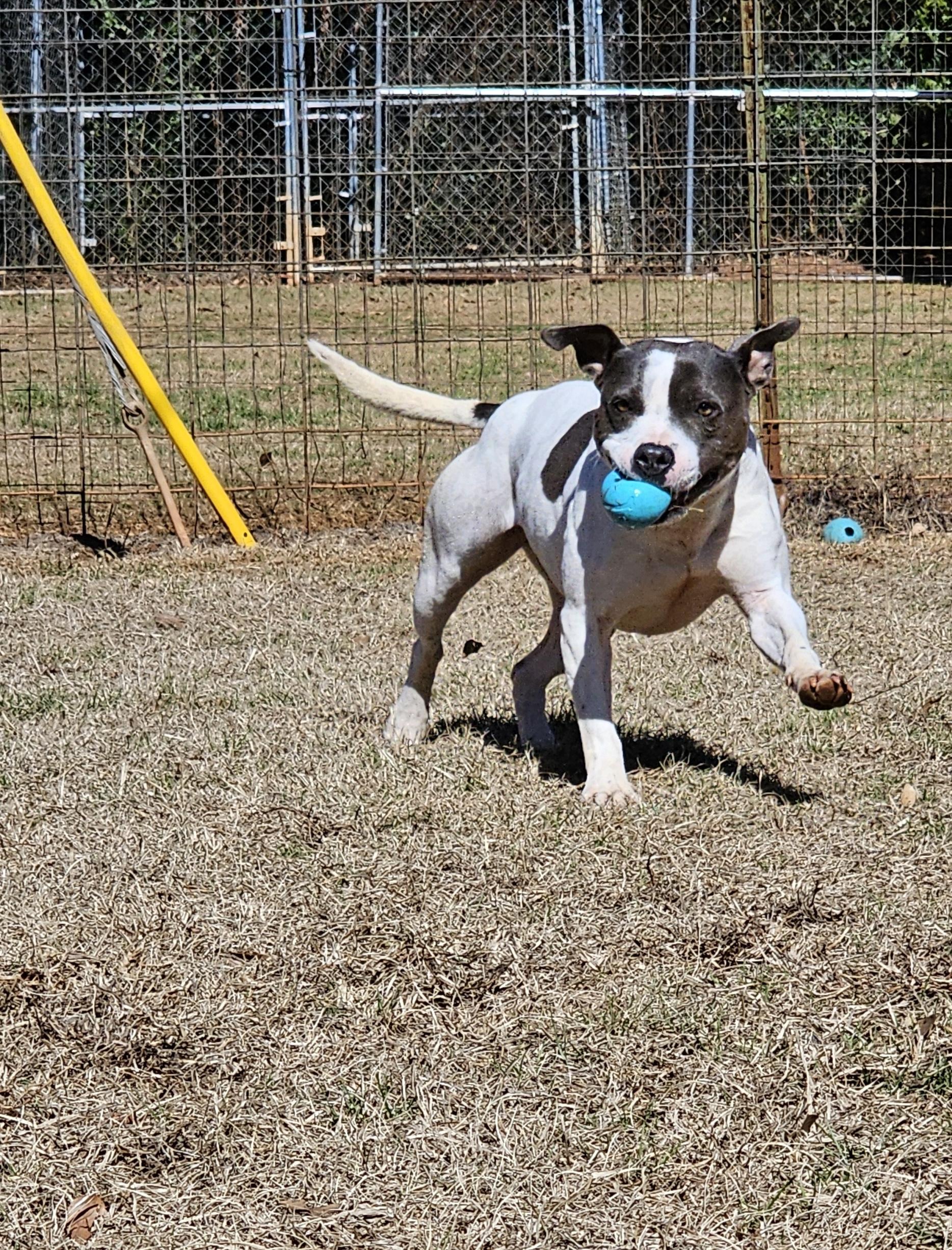 Hilde, a Adoptable American Bully in Marshallville, GA image 6/6