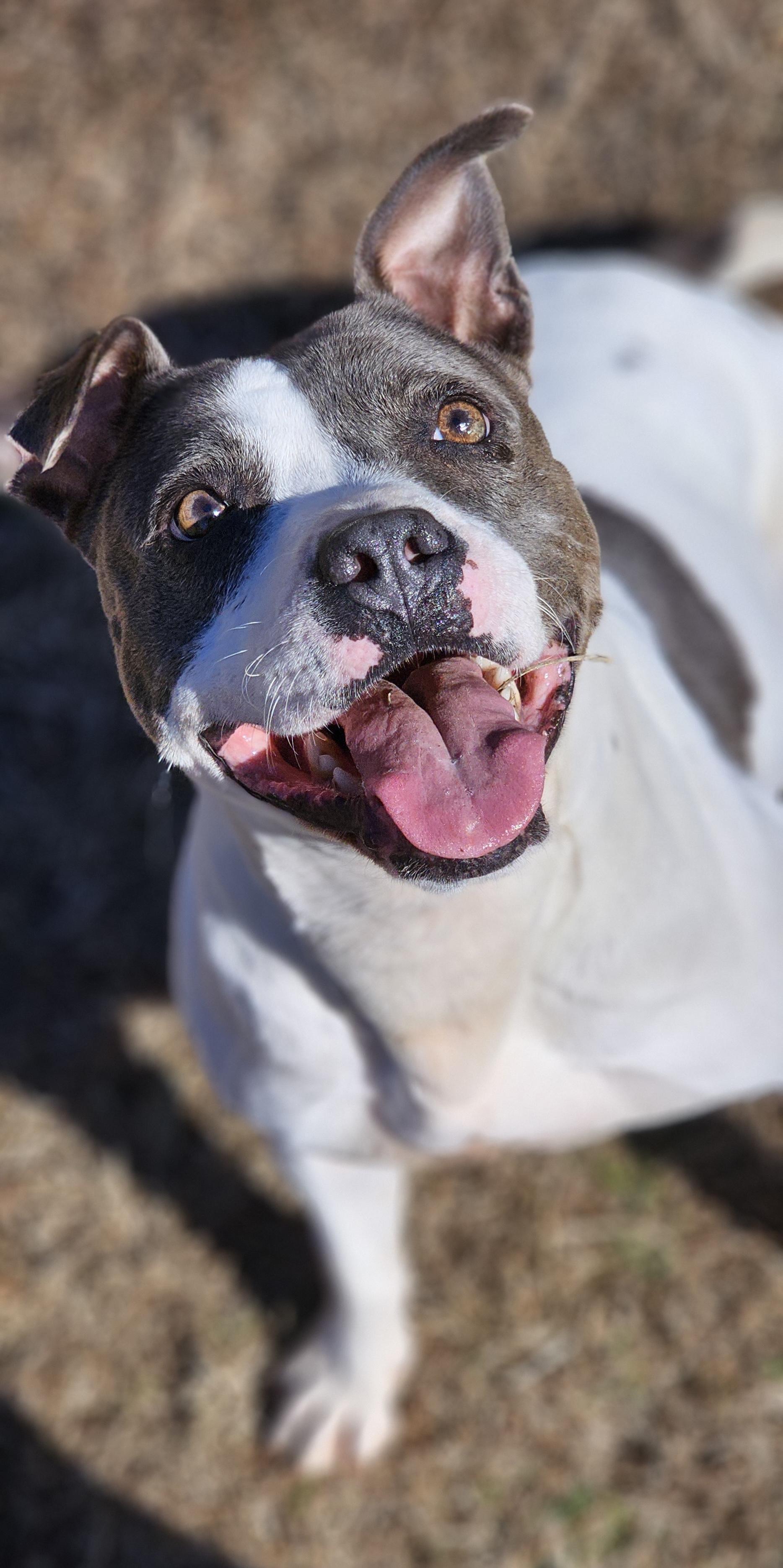 Hilde, a Adoptable American Bully in Marshallville, GA image 5/6