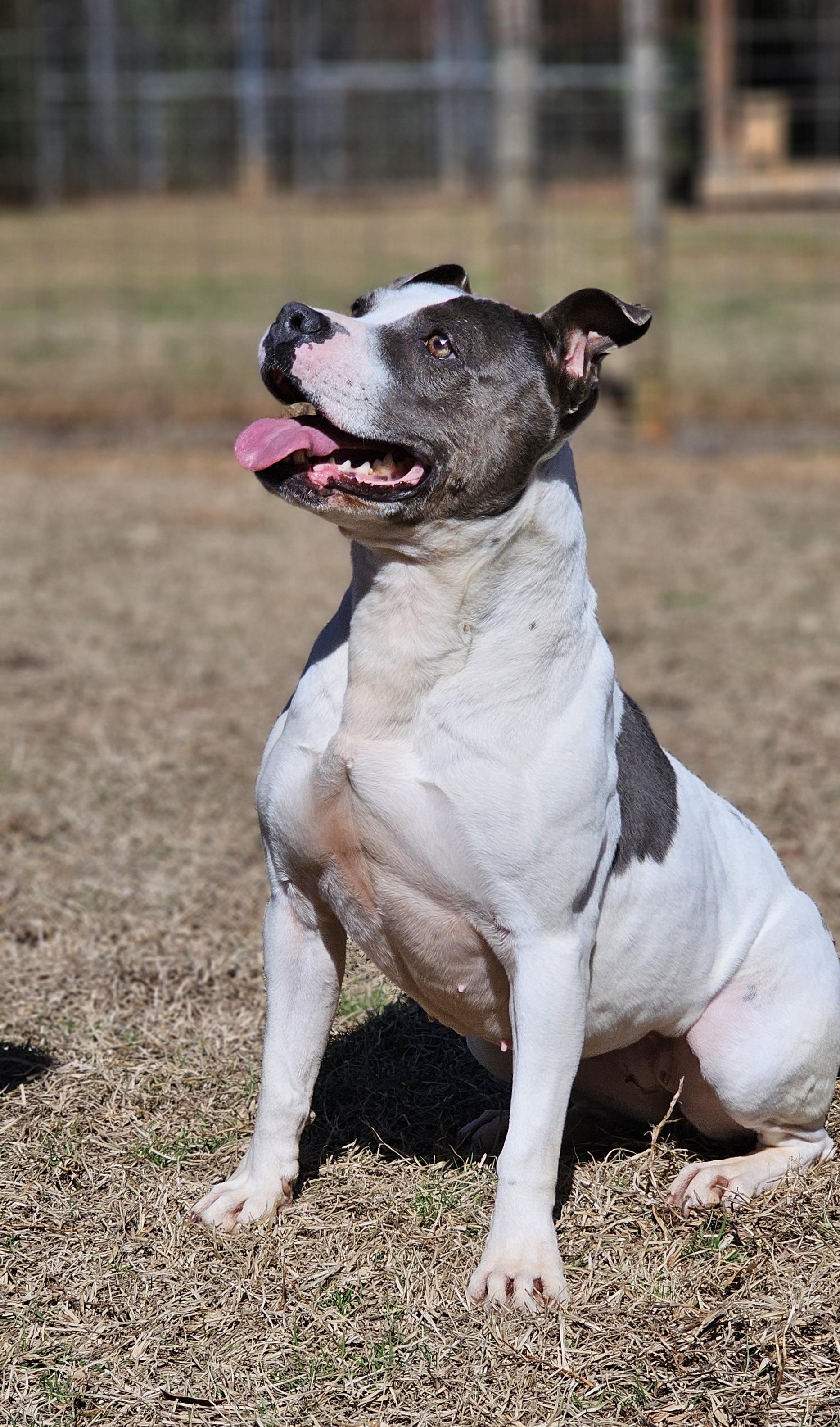 Hilde, a Adoptable American Bully in Marshallville, GA image 4/6