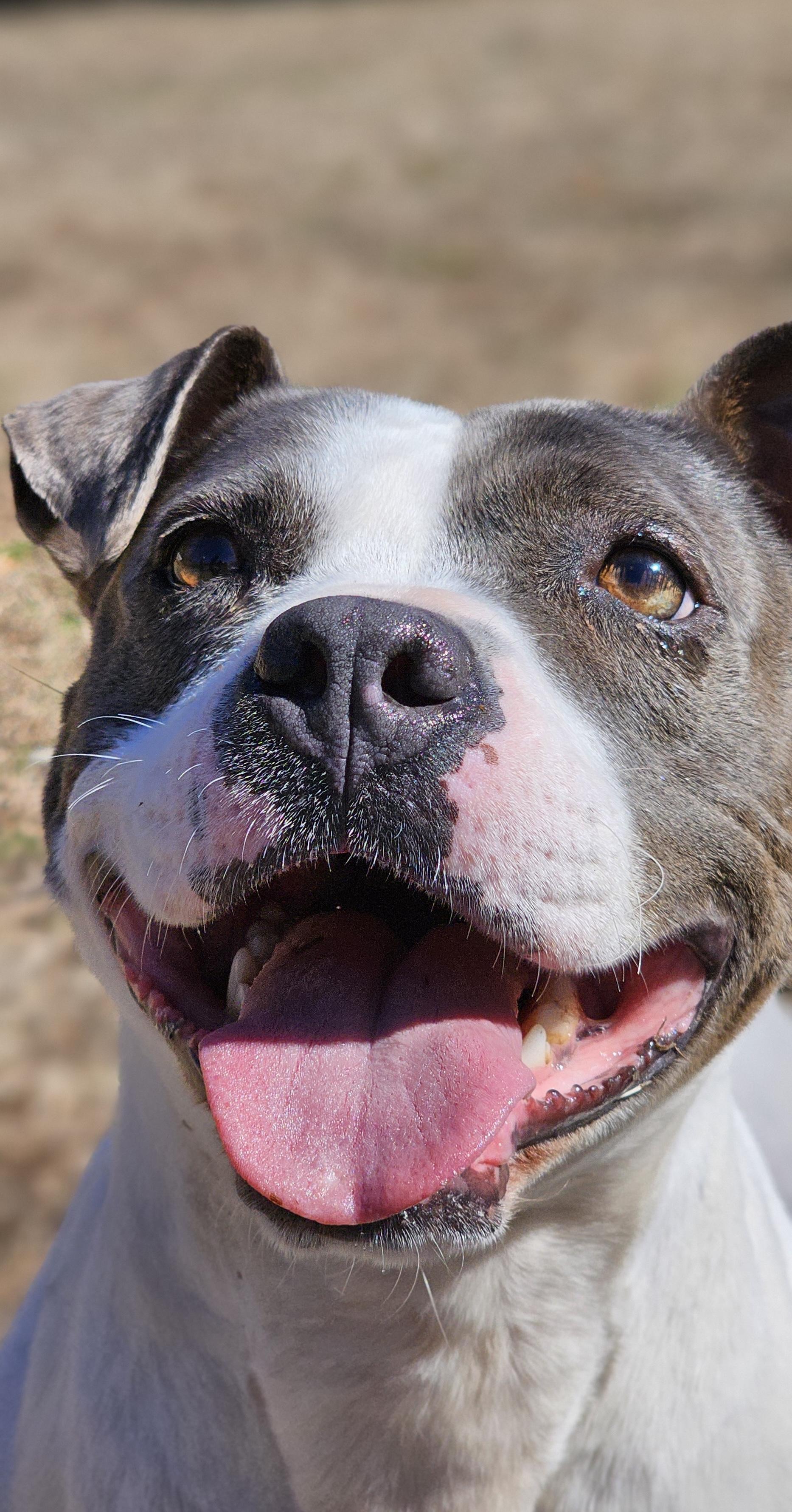 Hilde, Adoptable, Adult Female American Bully.