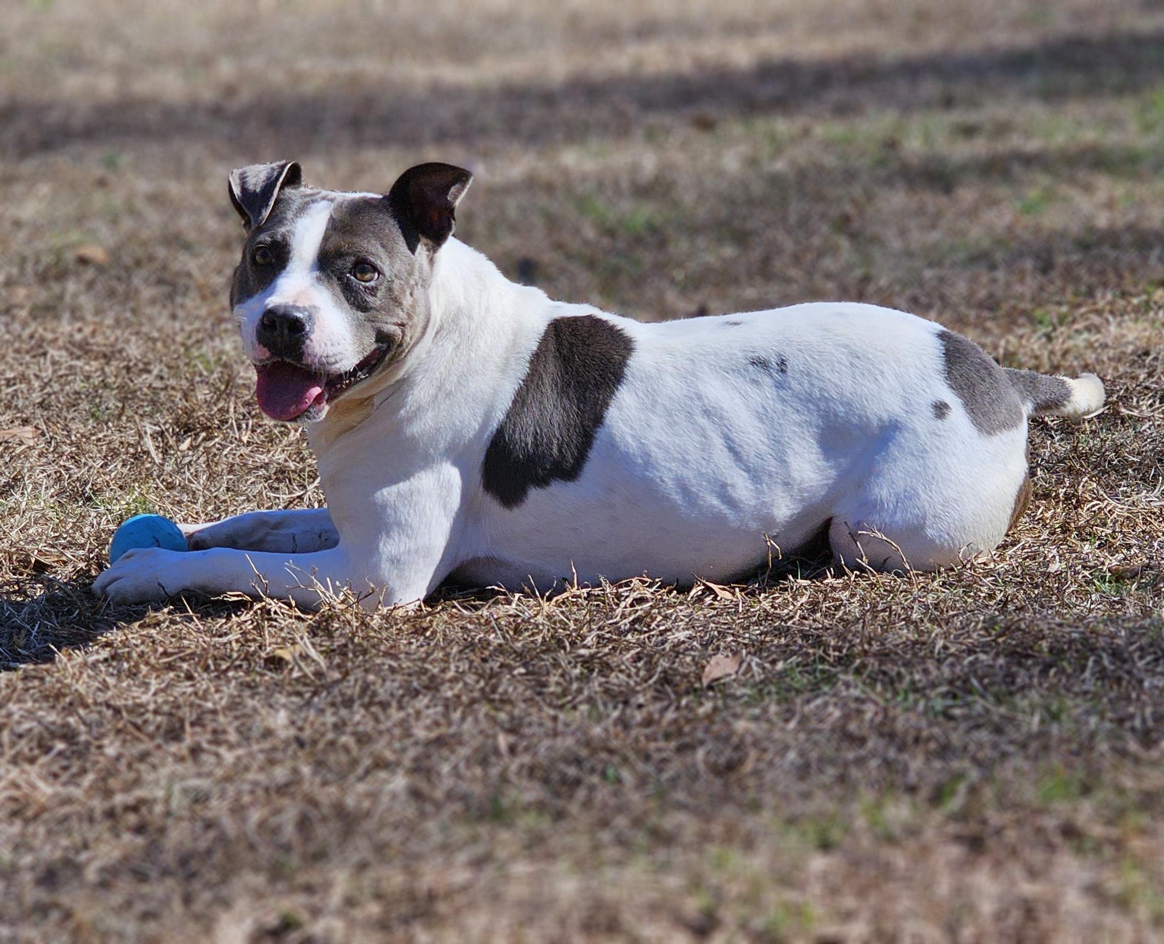 Hilde, a Adoptable American Bully in Marshallville, GA image 2/6