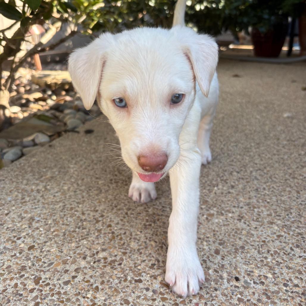 Rain, Adoptable, Puppy Female Labrador Retriever & Golden Retriever.