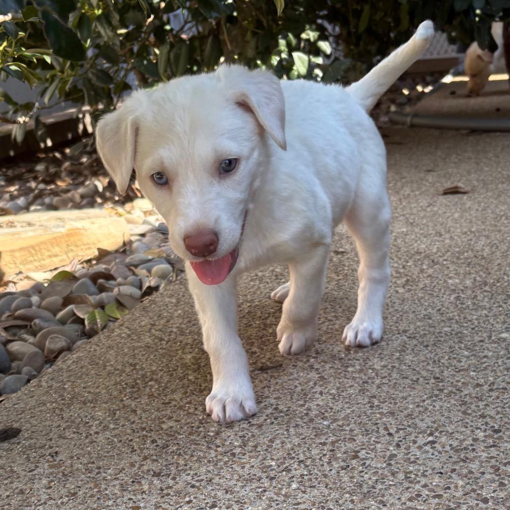 Enlarge Rain, a Adoptable mixed breed in Cordova, TN image 2/5