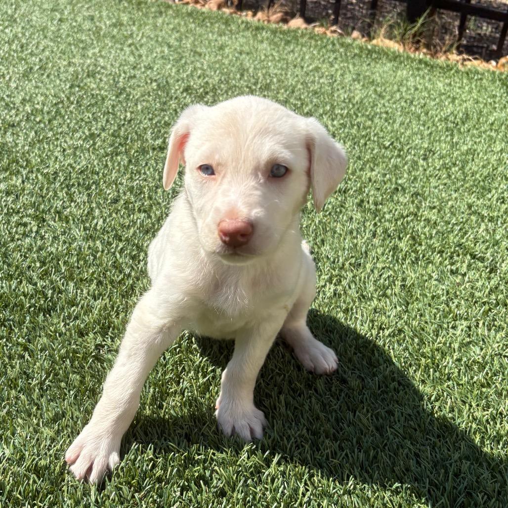 Enlarge Rain, a Adoptable mixed breed in Cordova, TN image 3/5