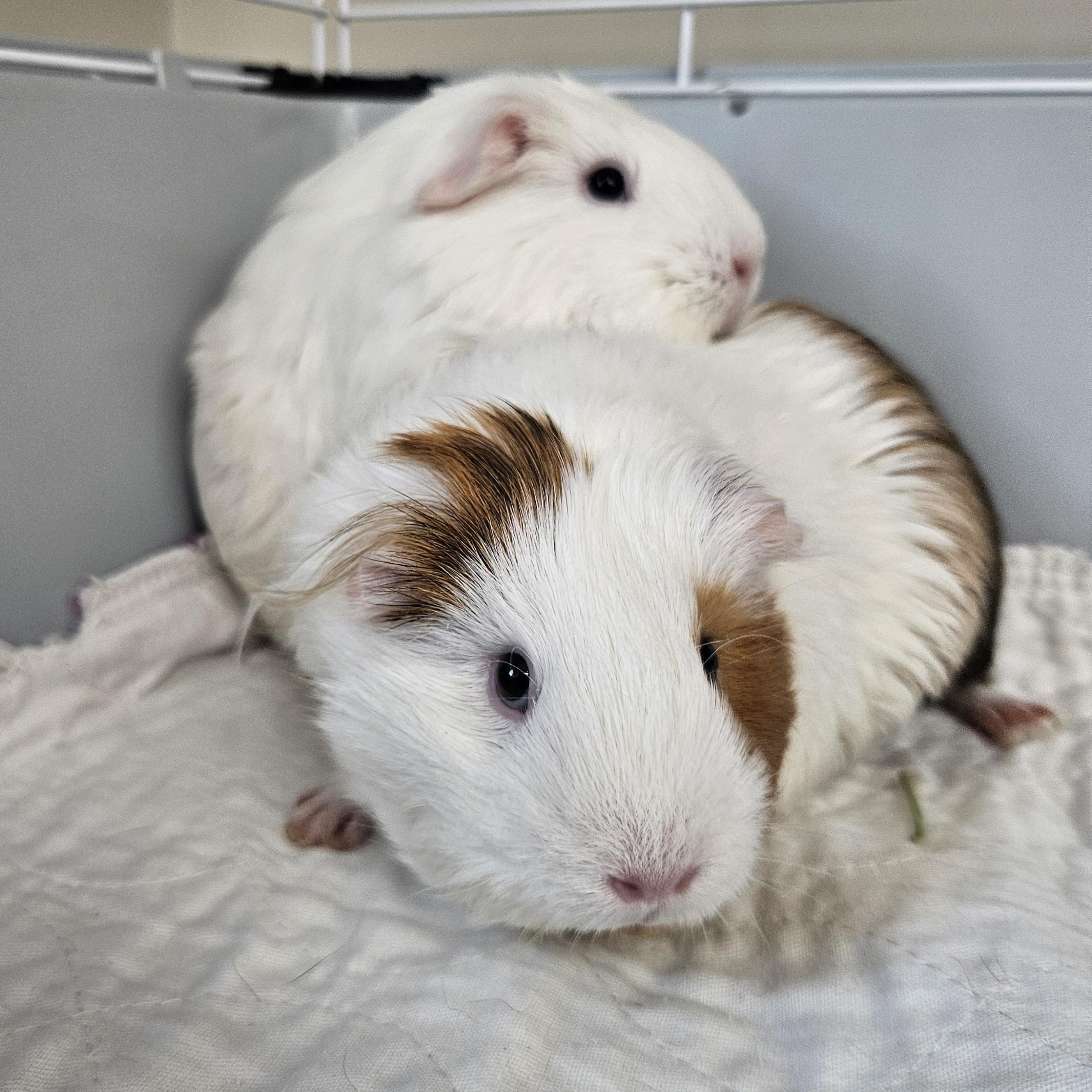 Enlarge Bubbles & Buttercup, a Adoptable Guinea Pig in Medfield, MA image 1/1