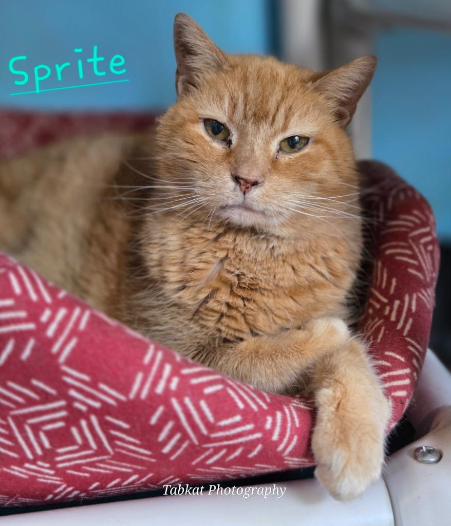 Sprite, Adoptable, Senior Female Domestic Short Hair.