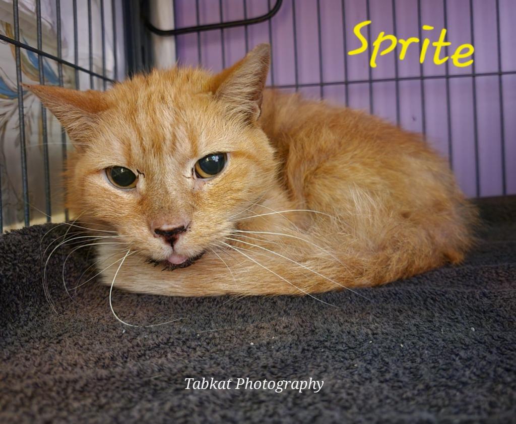 Enlarge Sprite, a Adoptable mixed breed in Cambridge, MD image 2/5