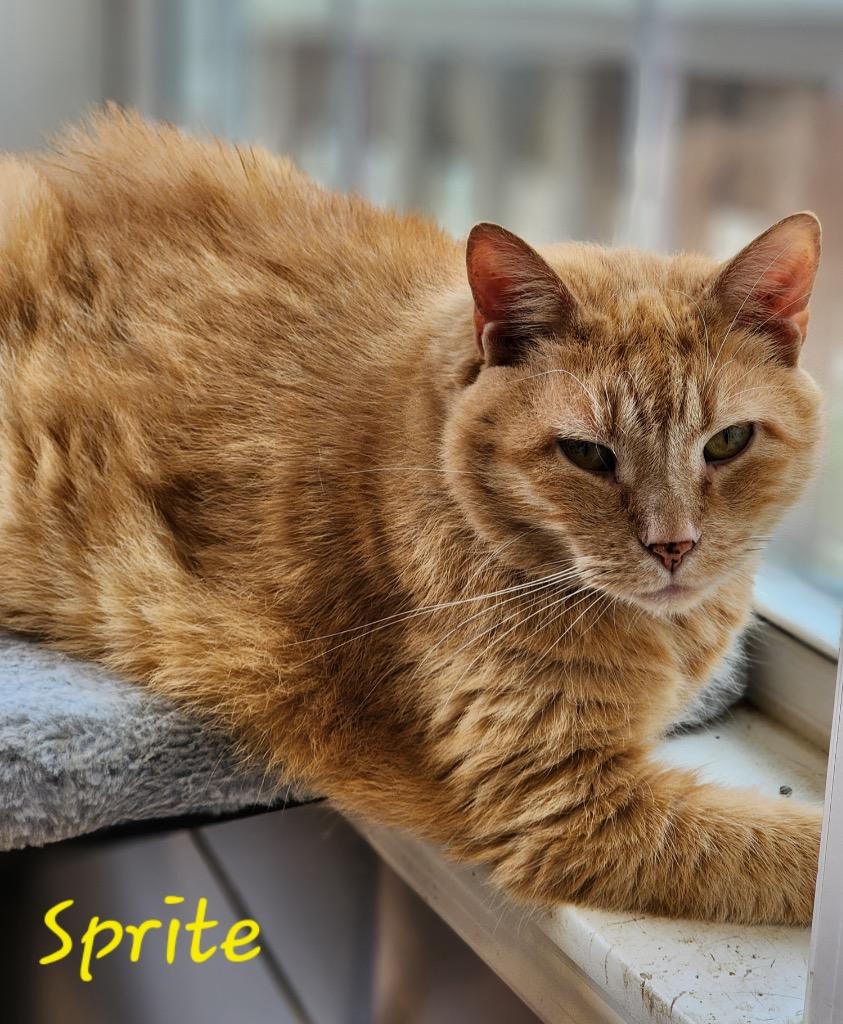 Enlarge Sprite, a Adoptable mixed breed in Cambridge, MD image 3/5