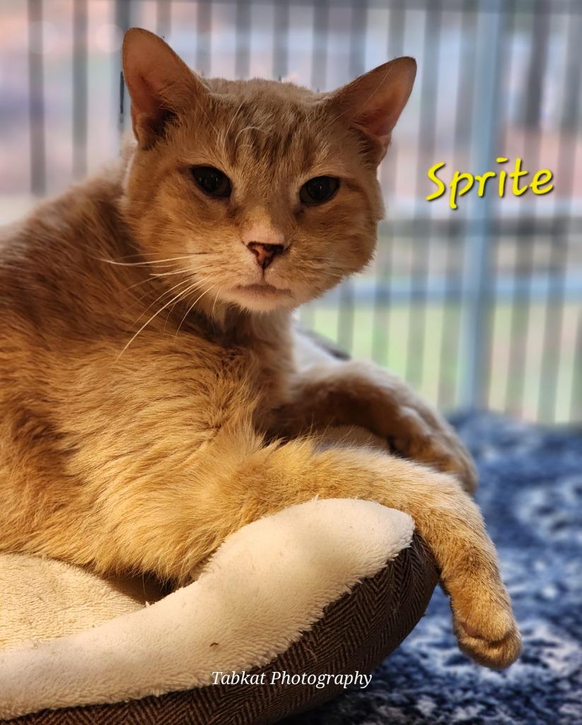 Enlarge Sprite, a Adoptable mixed breed in Cambridge, MD image 5/5