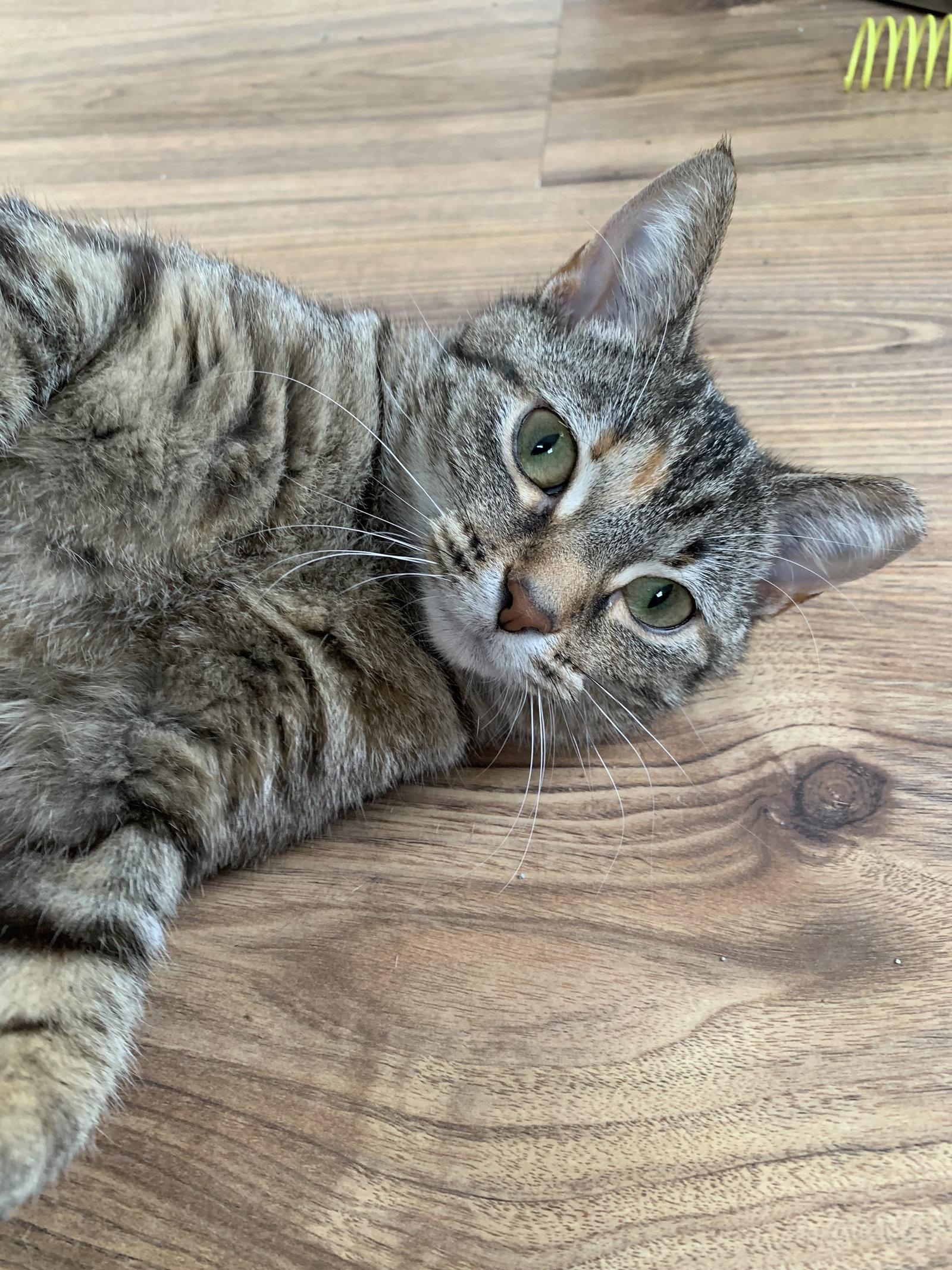 Meme, Adoptable, Kitten Female Domestic Short Hair.