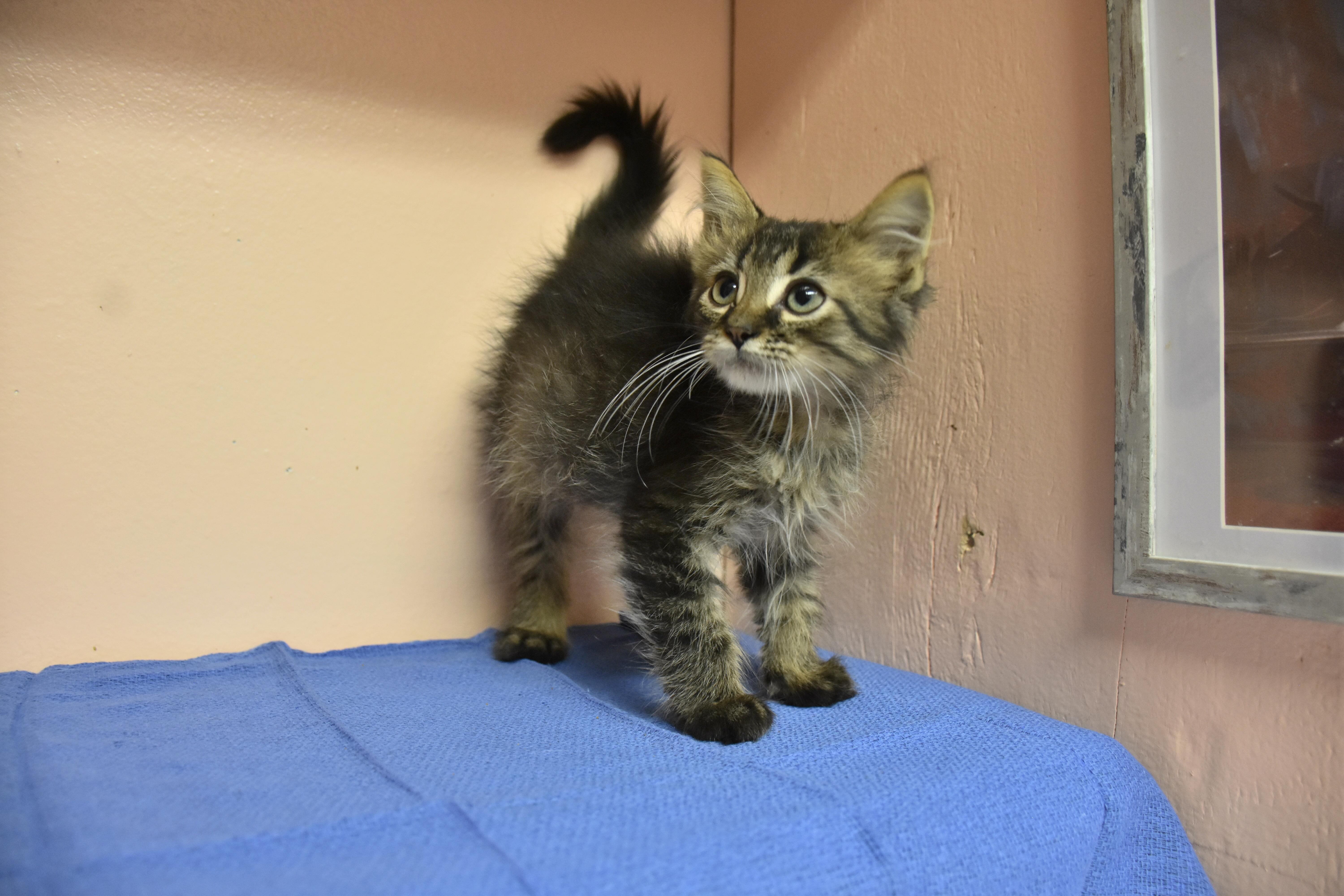 Stanley, Adopted, Kitten Male Domestic Medium Hair.