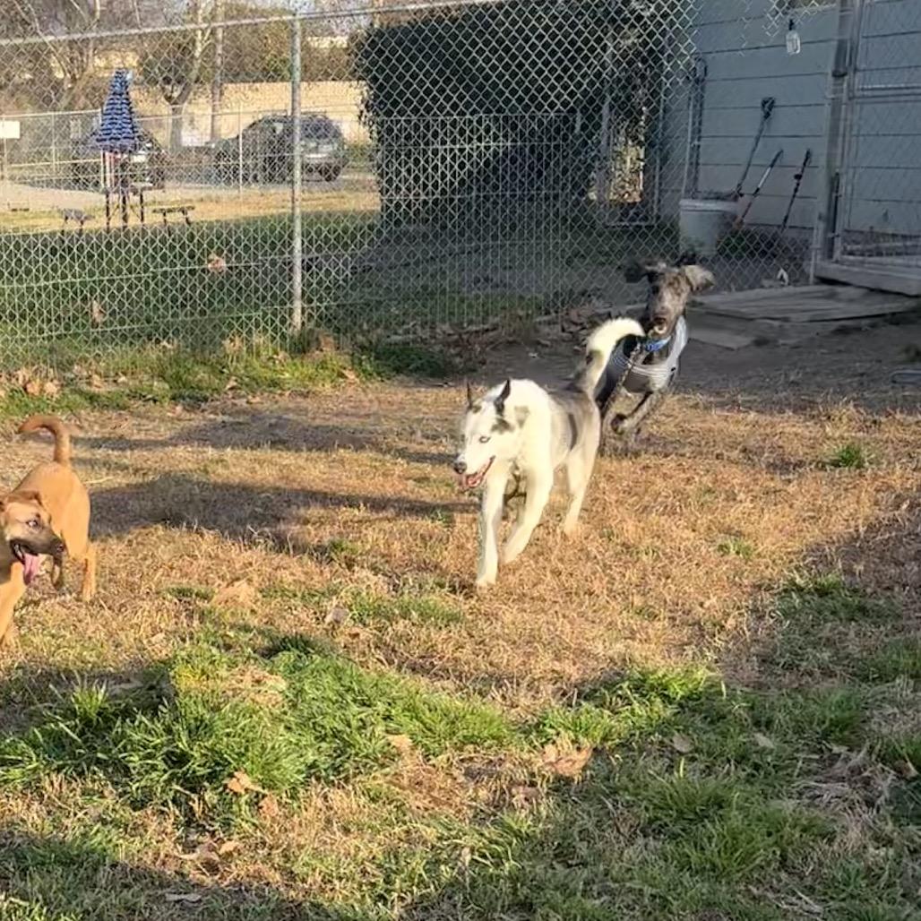 Ankole, Adoptable, Young Male Husky & Mixed Breed.