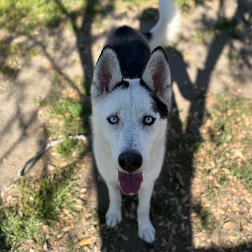 Ankole, a Adoptable mixed breed in San Jacinto, CA image 2/6