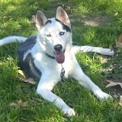 Ankole, a Adoptable mixed breed in San Jacinto, CA image 3/6