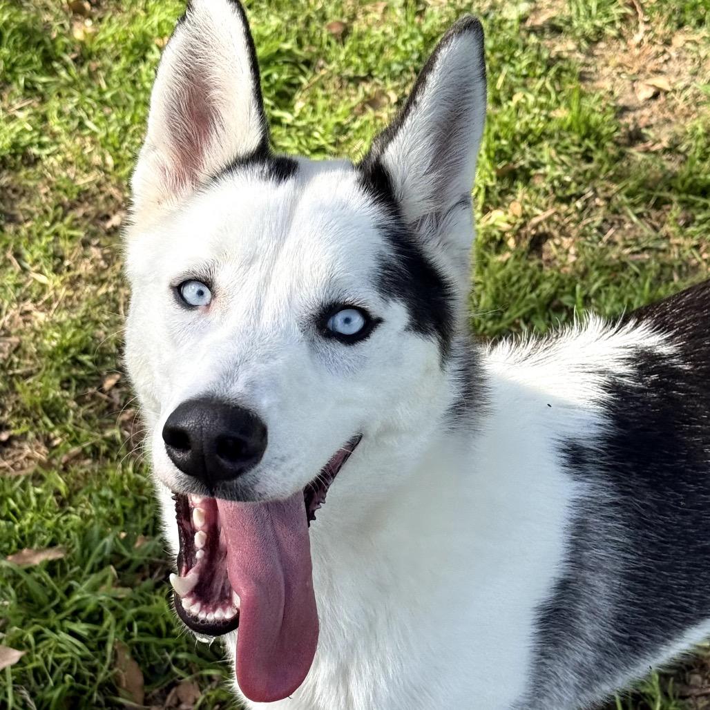 Enlarge Ankole, a Adoptable Siberian Husky in San Jacinto, CA image 3/6