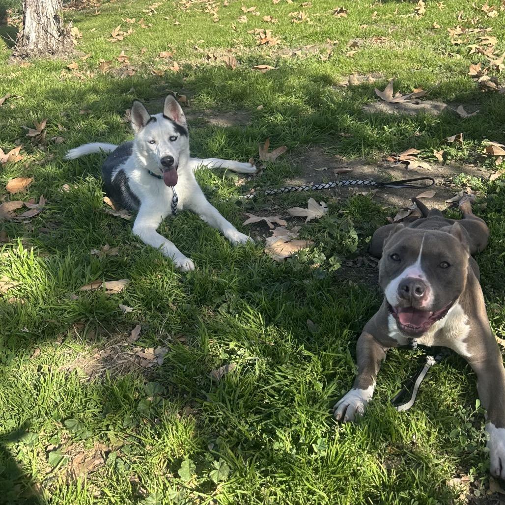 Ankole, a Adoptable mixed breed in San Jacinto, CA image 4/6