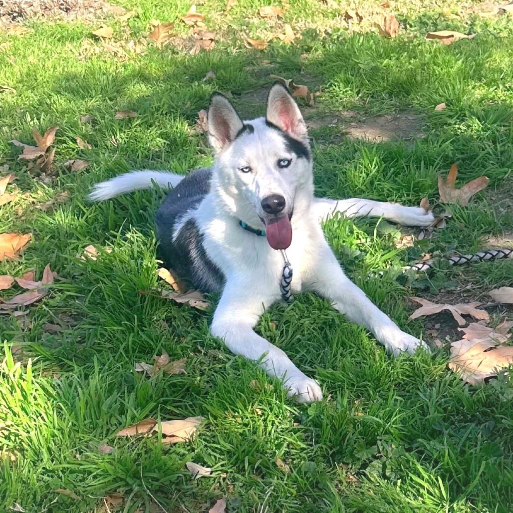 Ankole, a Adoptable mixed breed in San Jacinto, CA image 5/6