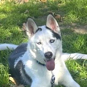 Ankole, a Adoptable mixed breed in San Jacinto, CA image 6/6