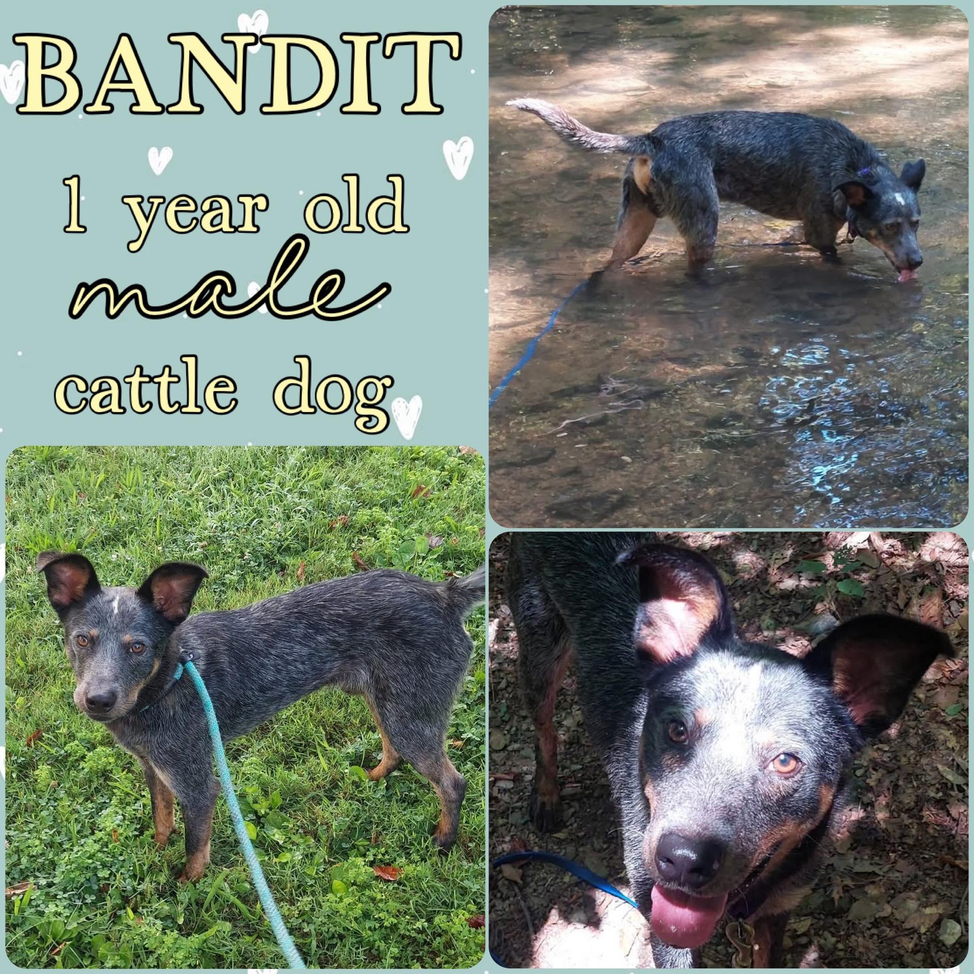 Bandit photo 1