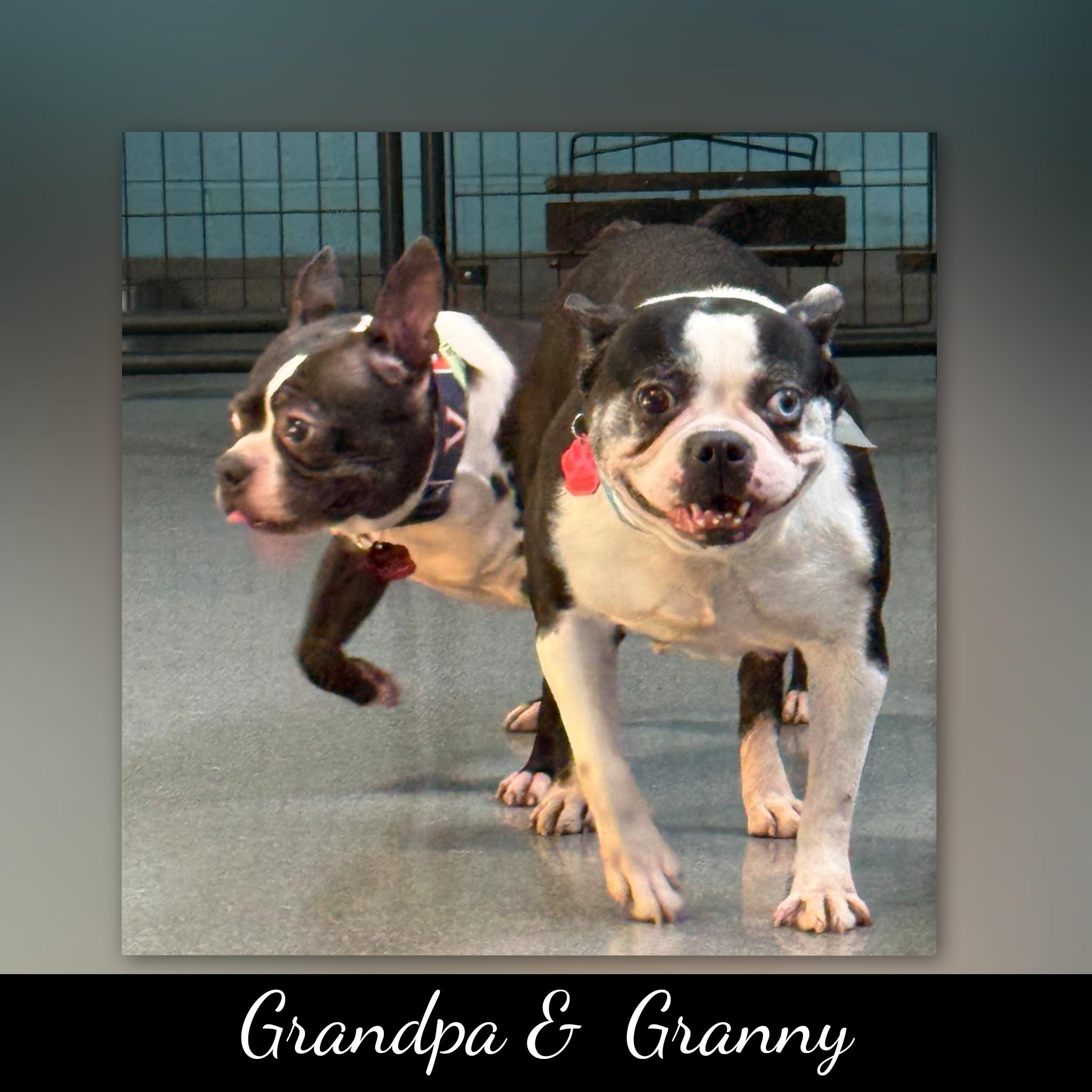 Enlarge Granny, a ADOPTABLE Boston Terrier in Fredericksburg, VA image 6/6