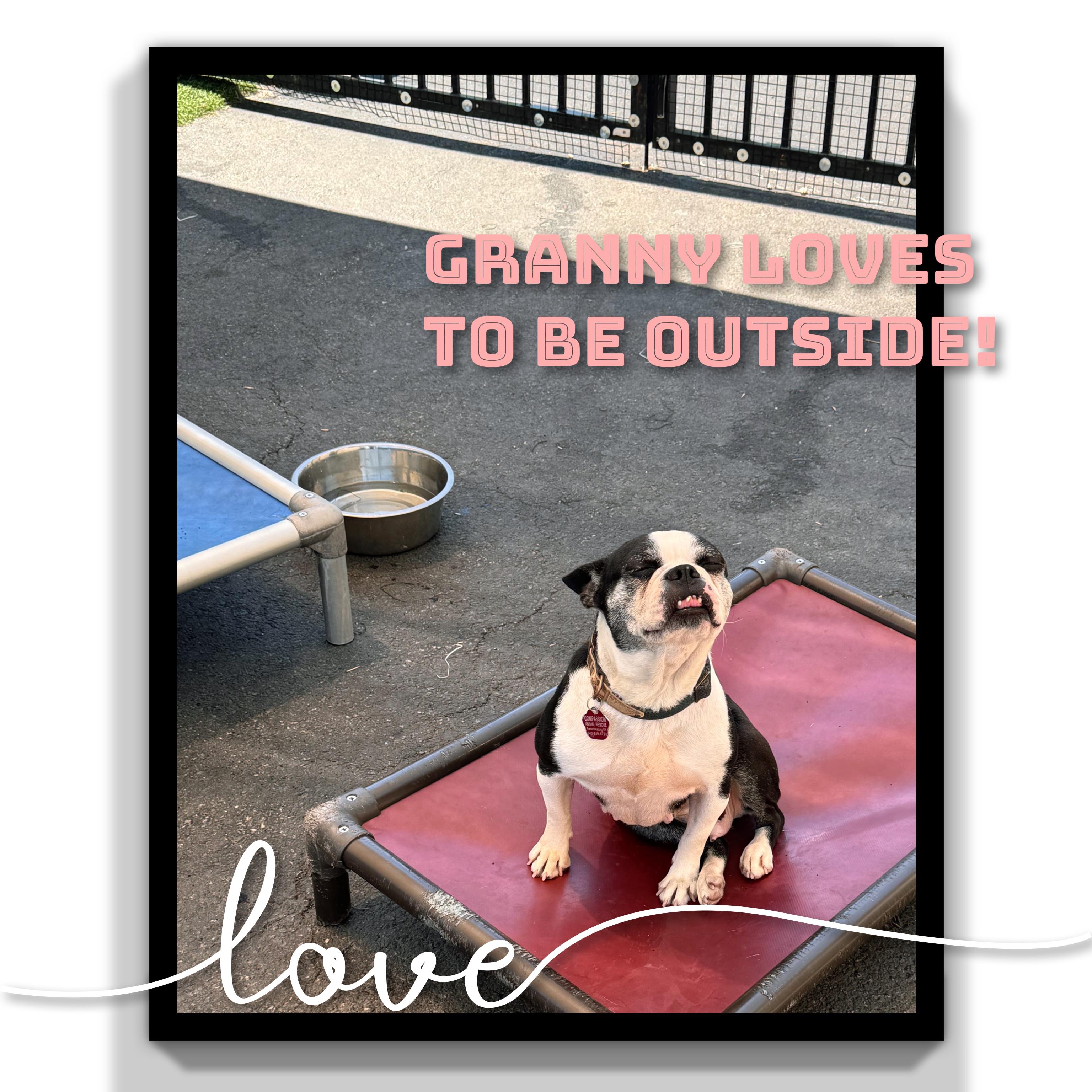 Granny, ADOPTABLE, Senior Female Boston Terrier.