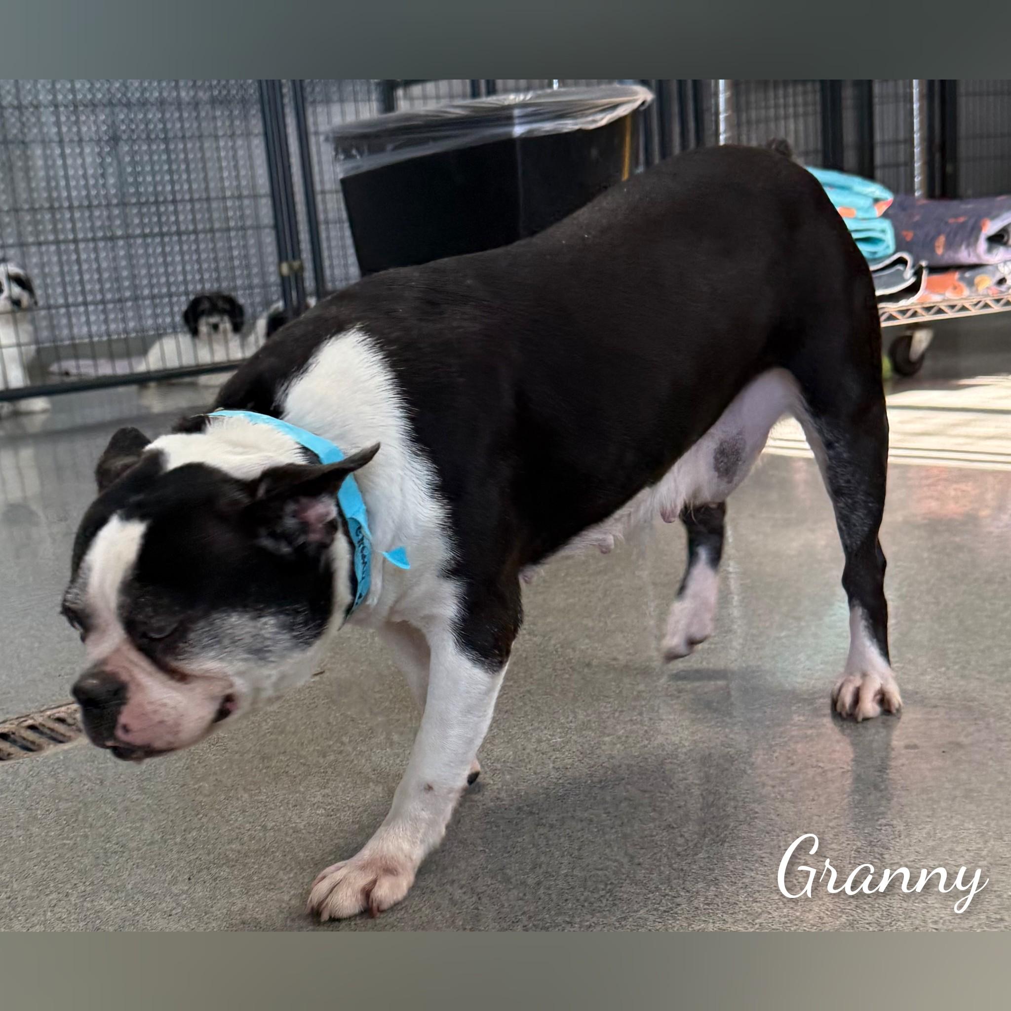 Enlarge Granny, a ADOPTABLE Boston Terrier in Fredericksburg, VA image 3/6