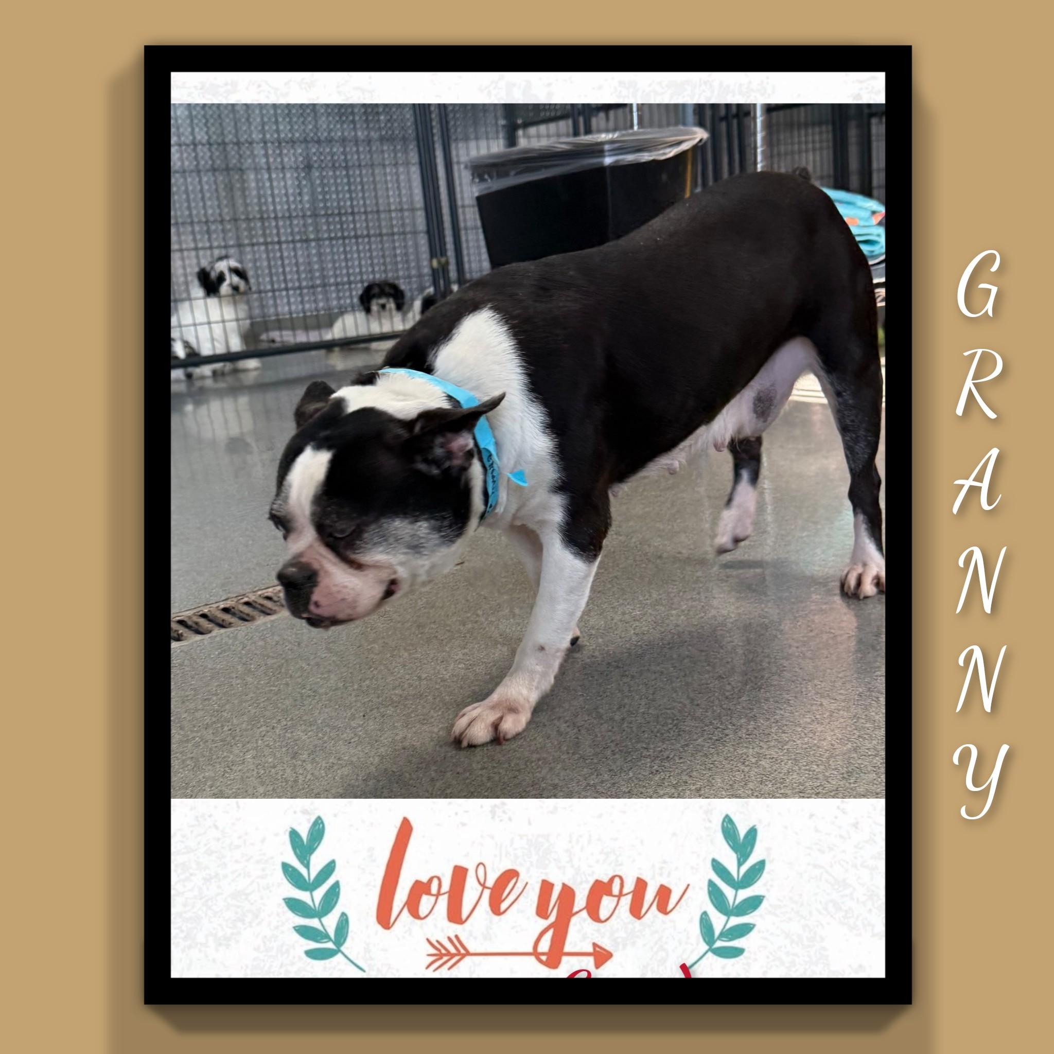 Enlarge Granny, a ADOPTABLE Boston Terrier in Fredericksburg, VA image 5/6