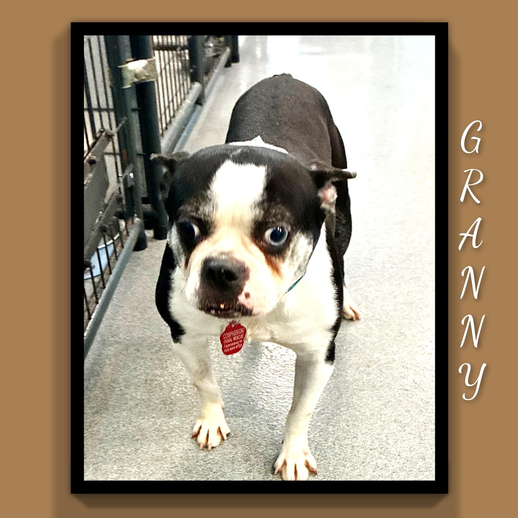 Enlarge Granny, a ADOPTABLE Boston Terrier in Fredericksburg, VA image 2/6