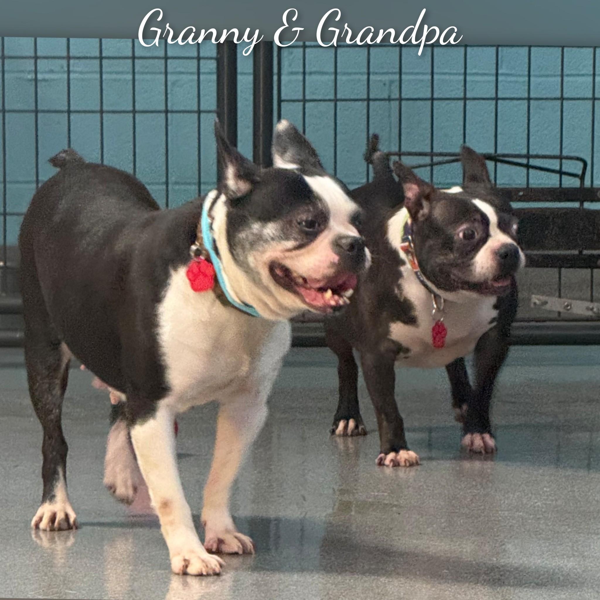 Granny, ADOPTABLE, Senior Female Boston Terrier.