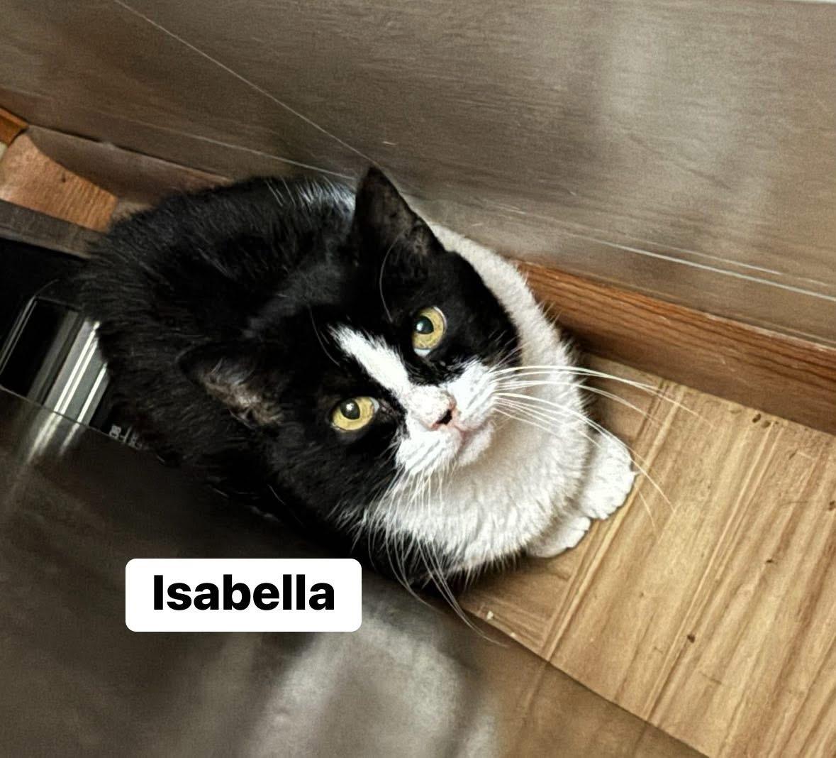 ISABELLA, Adoptable, Young Female Domestic Short Hair.