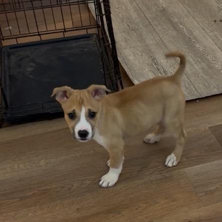 McSizzle, a Adoptable Mixed Breed in Fredericksburg, VA image 1/4