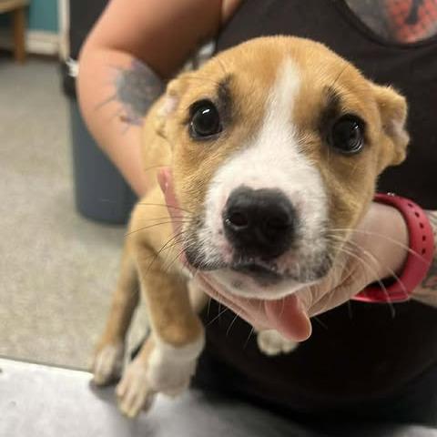 McSizzle, Adoptable, Puppy Male Mixed Breed.