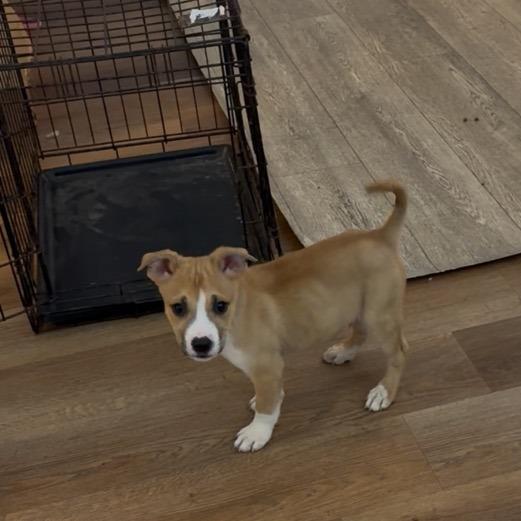 McSizzle, a Adoptable Mixed Breed in Fredericksburg, VA image 2/3