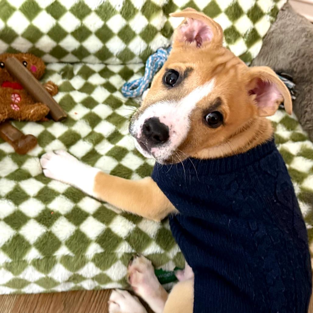 McSizzle, a Adoptable Mixed Breed in Fredericksburg, VA image 3/3