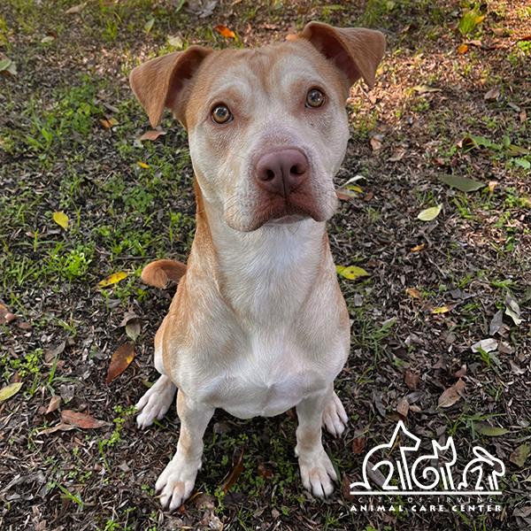 CHESTNUT, Adoptable, Young Male Pit Bull Terrier & Mixed Breed.