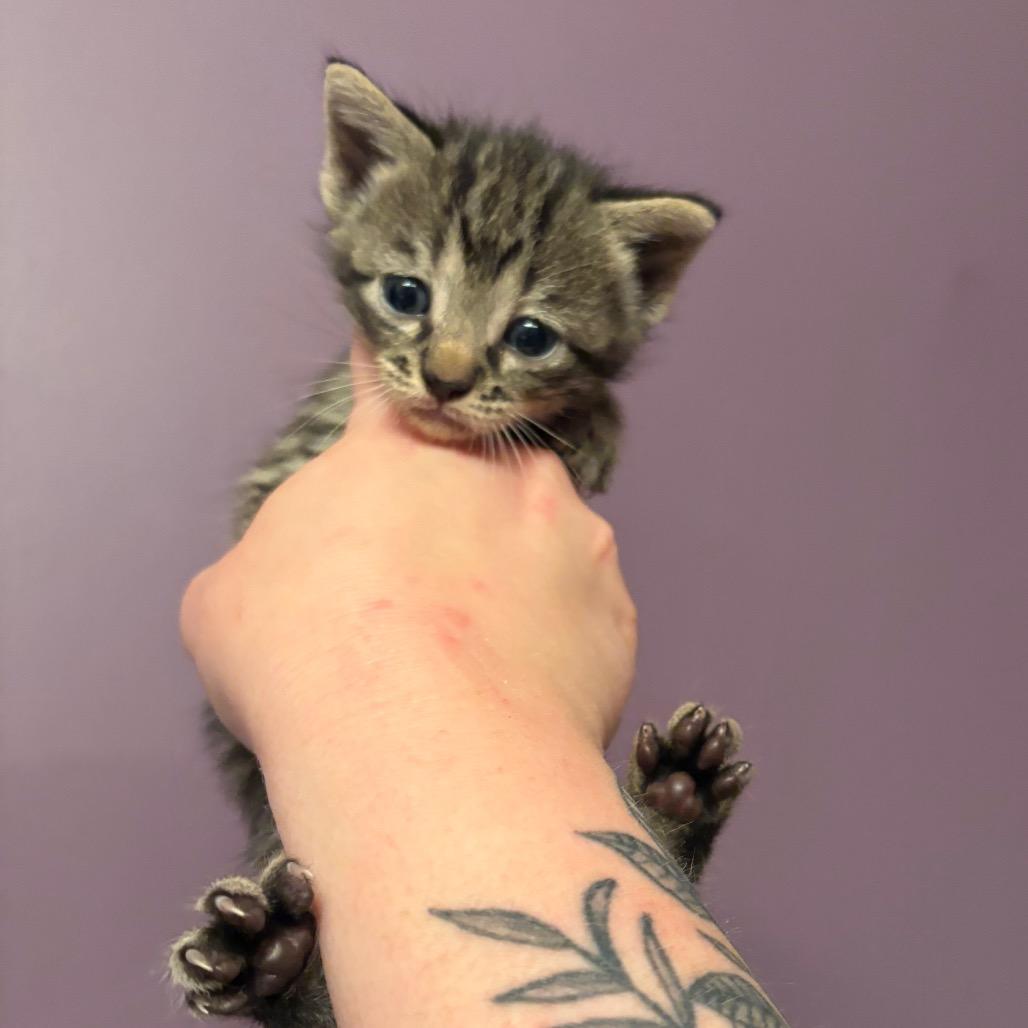 Twinkle, Twinkle Little Star, Adoptable, Young Male Domestic Short Hair.