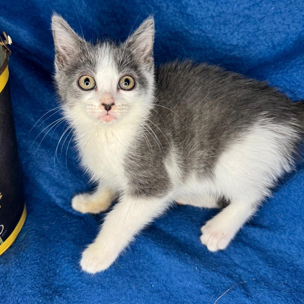 Taylor McKessie, Adoptable, Kitten Female Russian Blue & Chartreux.