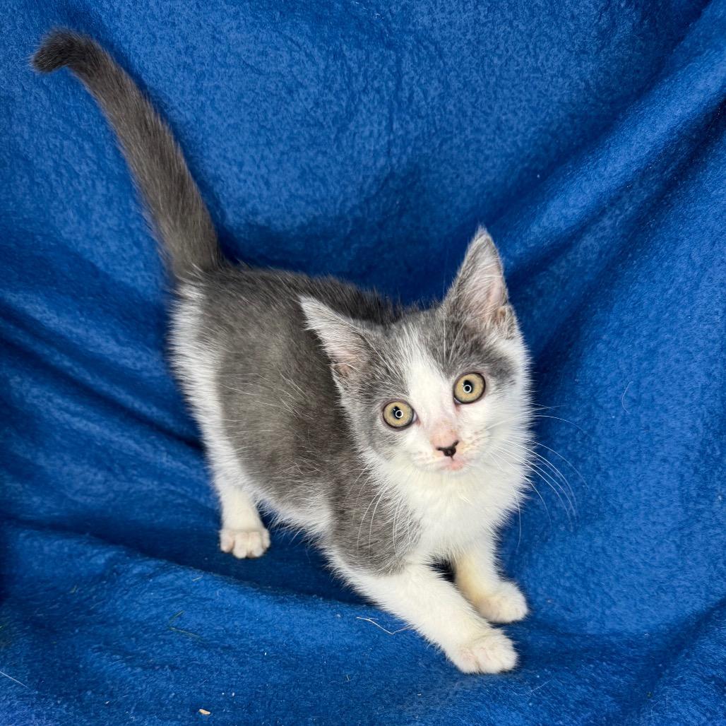 Enlarge Taylor McKessie, a Adoptable mixed breed in Mount Vernon, IL image 2/6