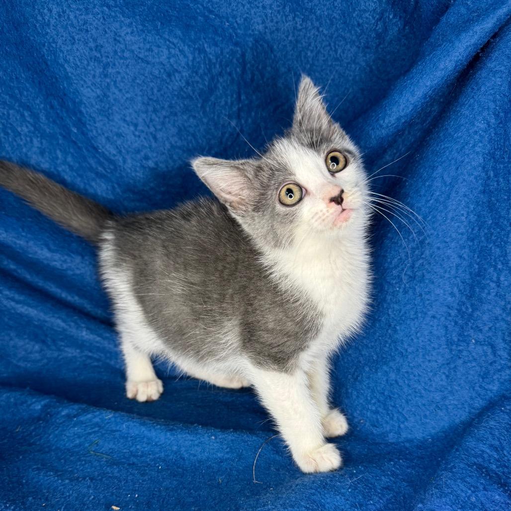 Enlarge Taylor McKessie, a Adoptable mixed breed in Mount Vernon, IL image 3/6