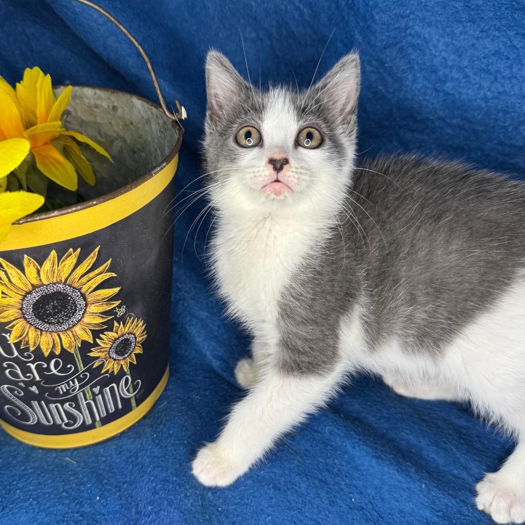 Enlarge Taylor McKessie, a Adoptable mixed breed in Mount Vernon, IL image 4/6