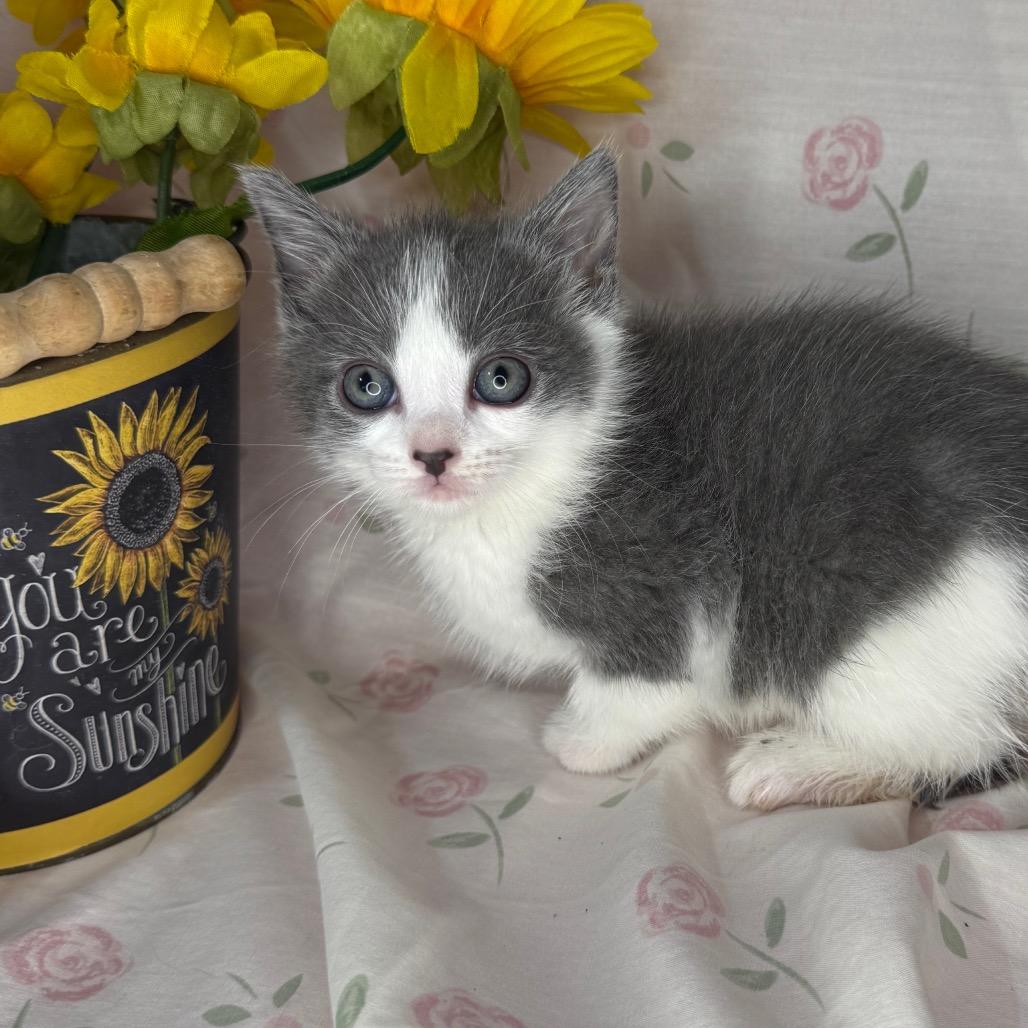 Taylor, Adoptable, Kitten Female Russian Blue & Chartreux.